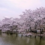Paket Jepang Sakura Season