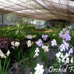 mgr-orchid-farm-1