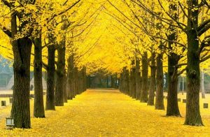 Tour Murah Korea Nami Island